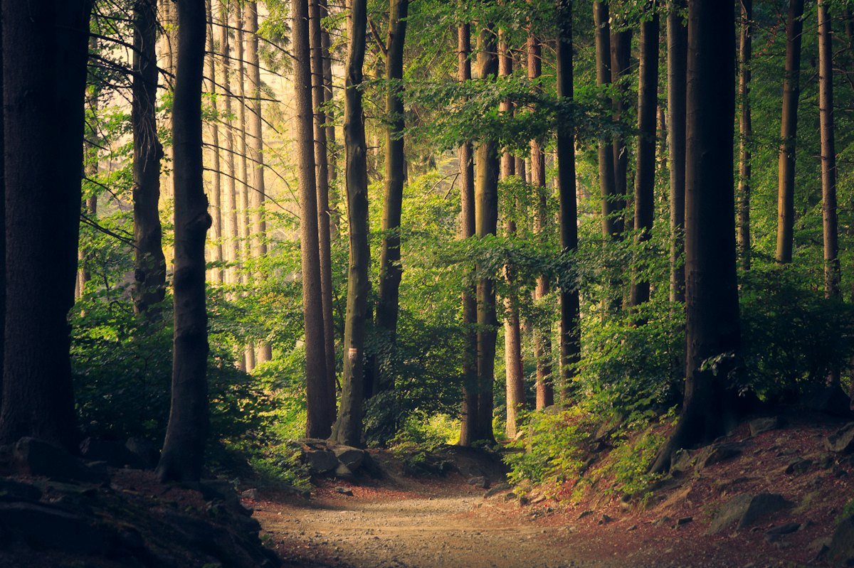 A sunlit path through a green forest