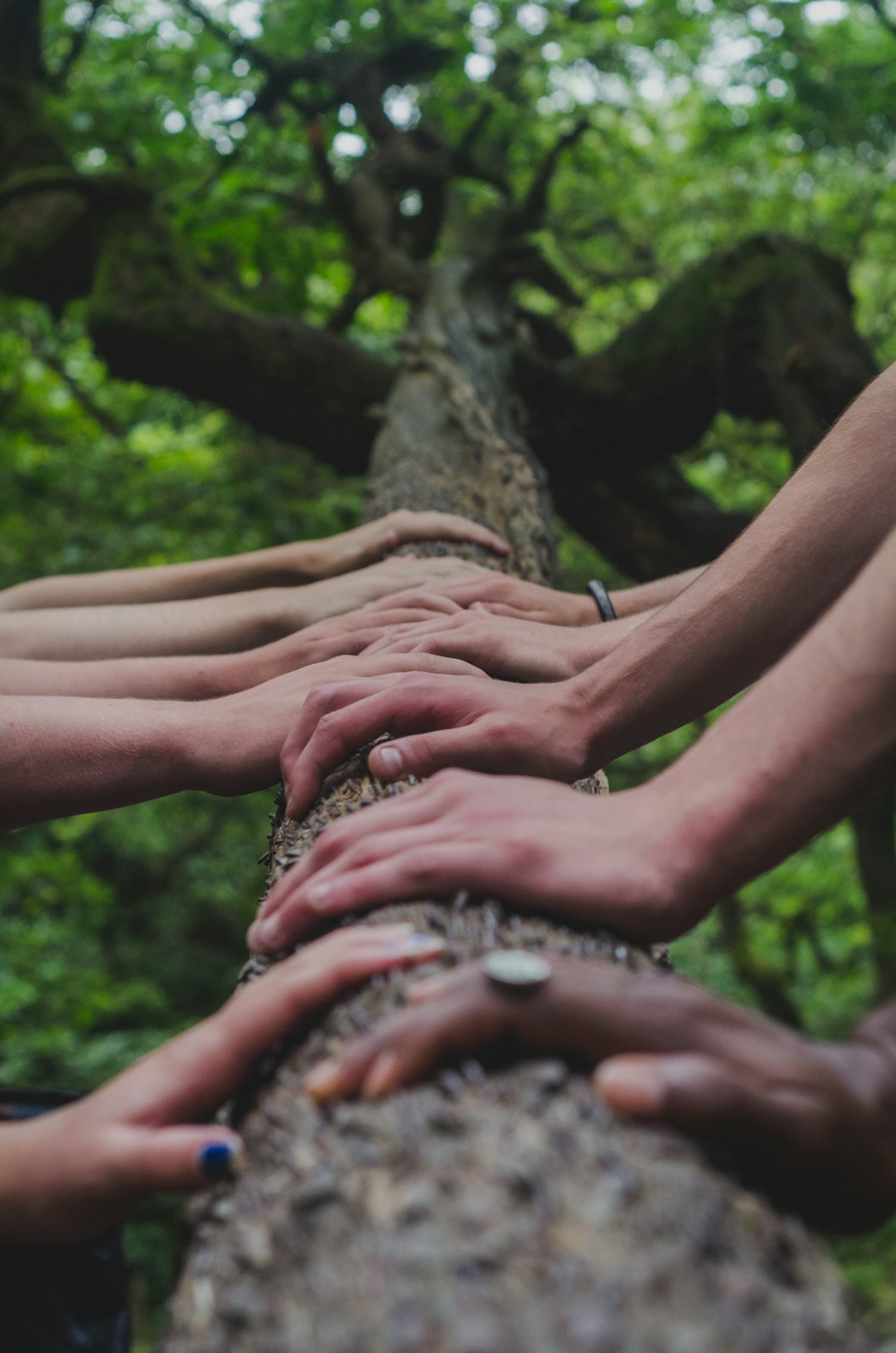 Many hands resting together on a tree branch